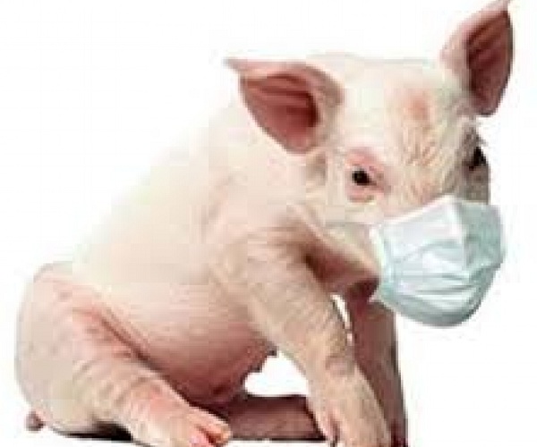 Африканська чума на Рівненщині вбиває свиней