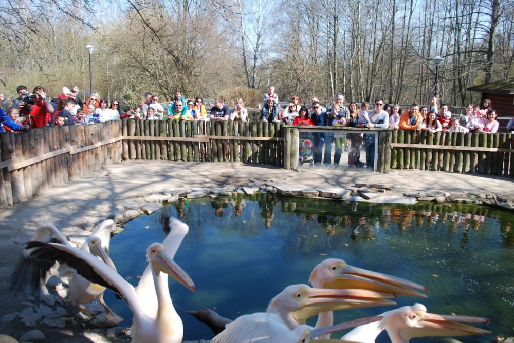 1 травня - відкриття сезону в Рівненському зоопарку!