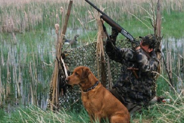 Сезон полювання на Рівненщині відкритий, а стріляти заборонено?