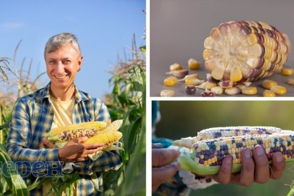 Михайло Нагорняк винайшов унікальний сорт української кукурудзи