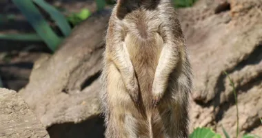 Рівненський зоопарк пропонує роботу