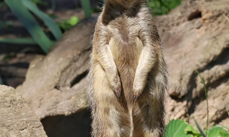 Рівненський зоопарк пропонує роботу