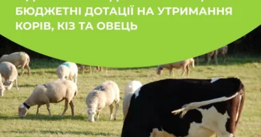 Рівненські аграрії можуть претендувати на дотації за утримання корів, кіз та овець: що для цього потрібно