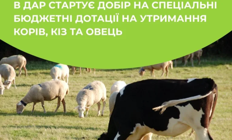 Рівненські аграрії можуть претендувати на дотації за утримання корів, кіз та овець: що для цього потрібно