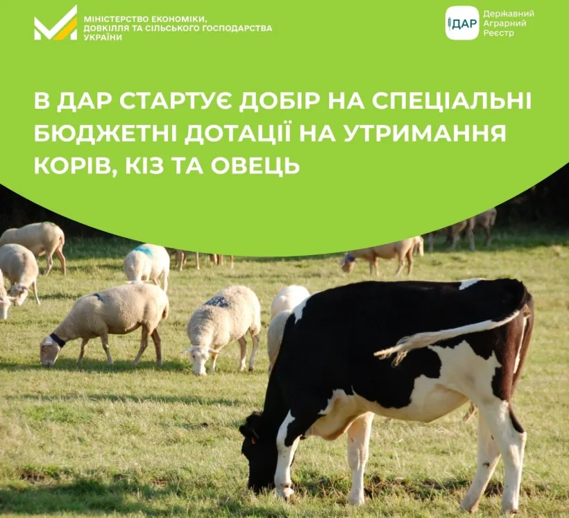Рівненські аграрії можуть претендувати на дотації за утримання корів, кіз та овець: що для цього потрібно